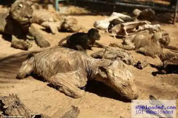 Heart Breaking Photos Of Animals Starved To Death And Left To Mummify In World